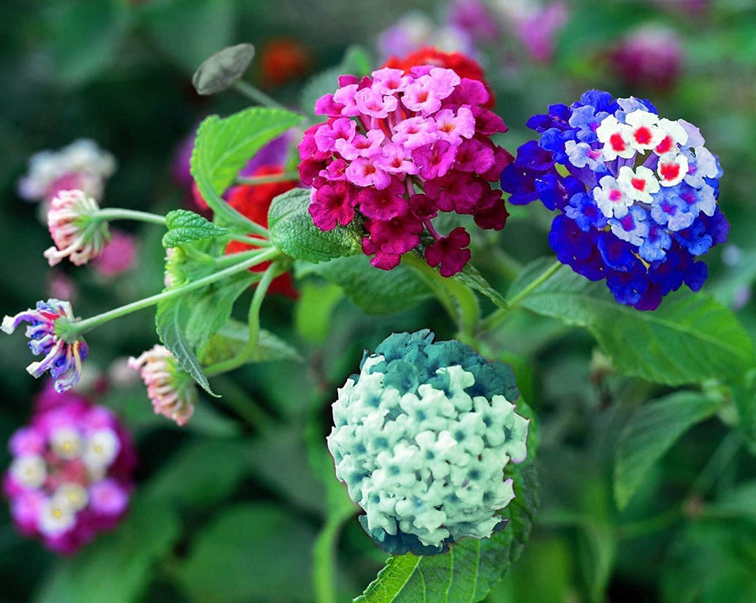 Lantana Camara Blomsterfrø Blandede farver til plantning 100 stk