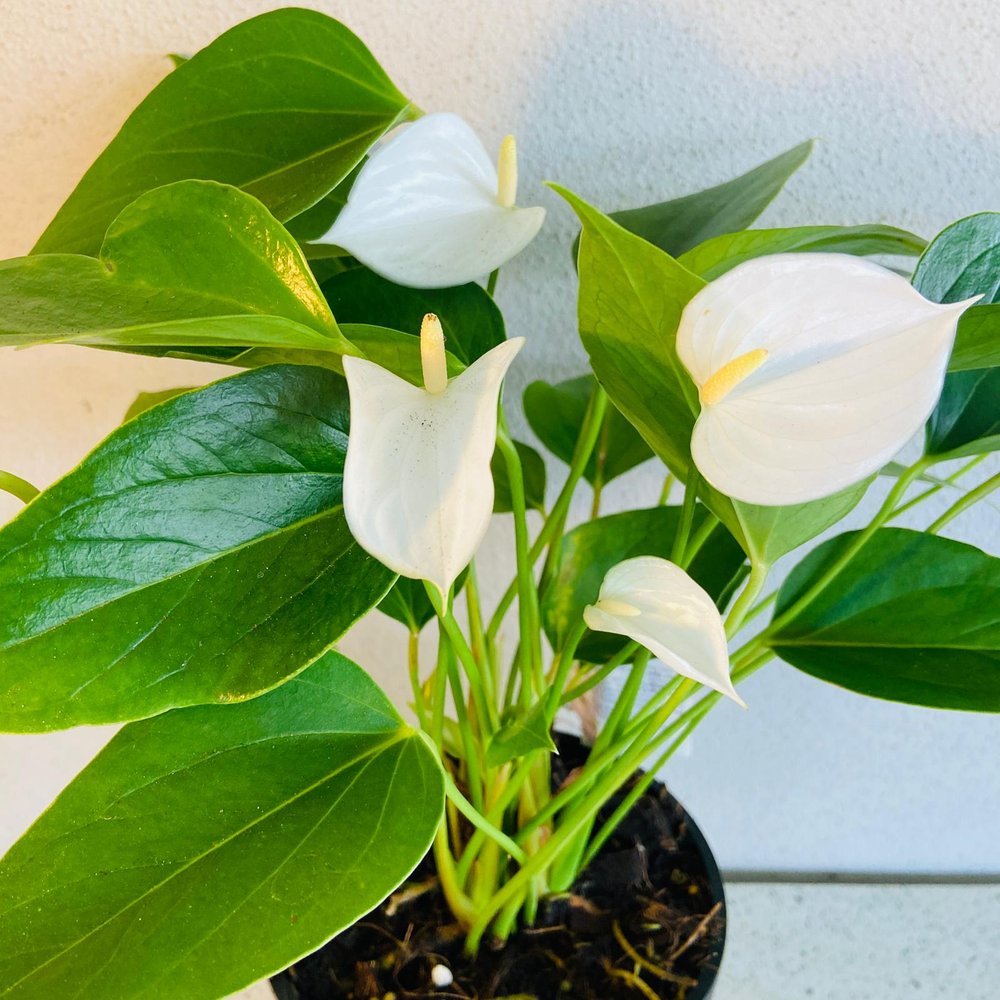 Anthurium Andraeanu Hvide Blomsterfrø til Plantning 100 stk