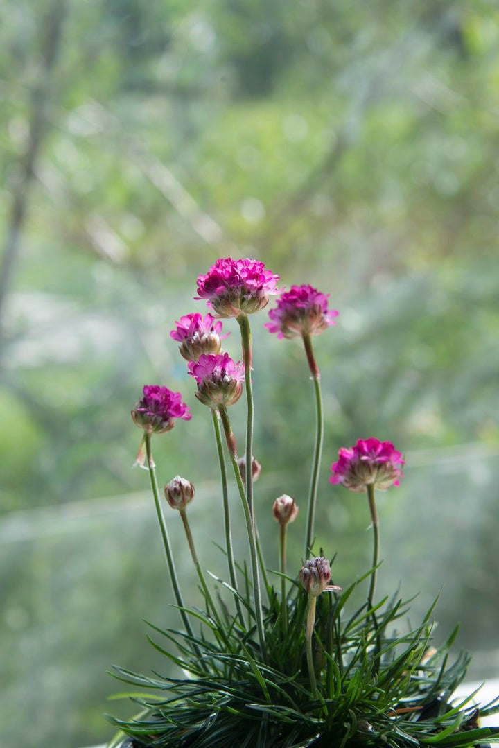 Pink Thrift Joystick Flower Seeds for Planting - 100 pcs