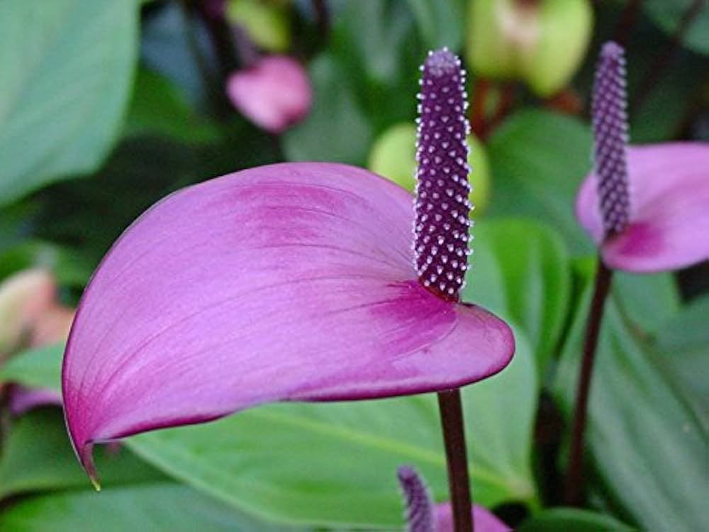 Lavender Anthurium Plant Seeds for Planting, 100 pcs