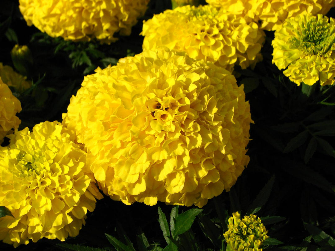 Mexican Marigold Flower Seeds – Heirloom, Non-GMO, Vibrant Blooms for Garden Planting
