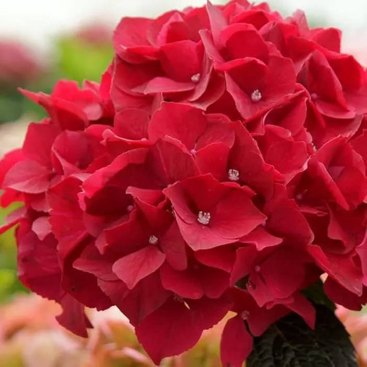 Heirloom Red Hydrangea Flower Seeds, Non-GMO Vibrant Blooms for Planting