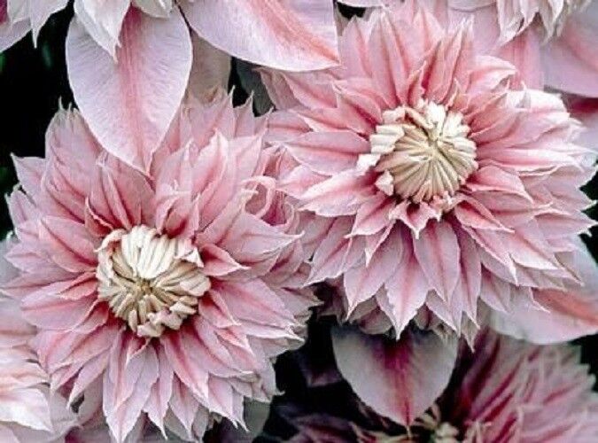 Light Pink Clematis Flower Seeds for Planting - 100 pcs