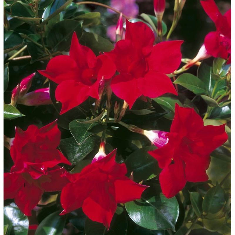 Heirloom Dipladenia Flower Seeds, Non-GMO Tropical Vining Blooms for Decorative Garden Planting