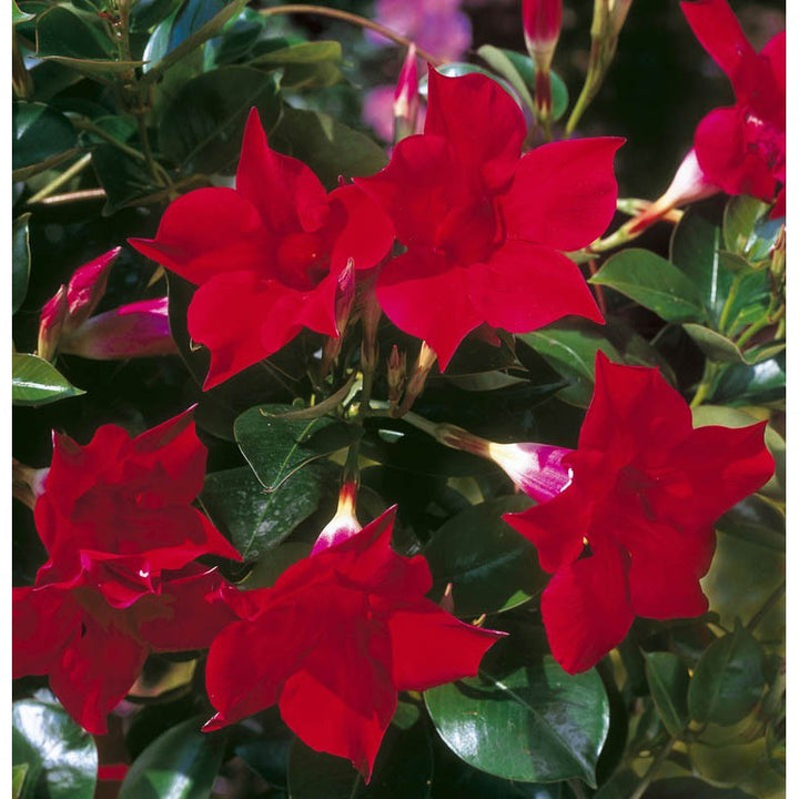 Heirloom Dipladenia Flower Seeds, Non-GMO Tropical Vining Blooms for Decorative Garden Planting