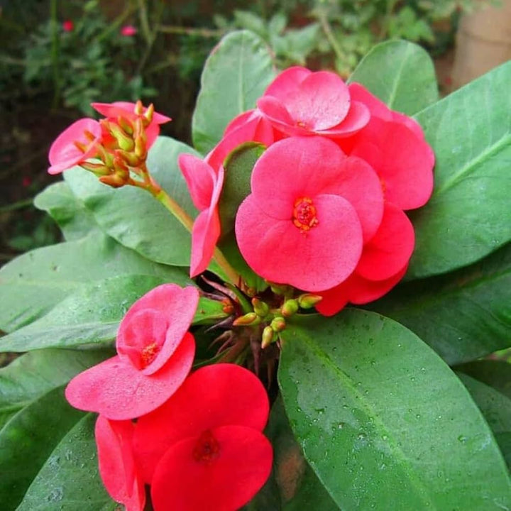 Heirloom Red Euphorbia Milii Flower Seeds for Planting – Non-GMO, Organic Garden Seeds
