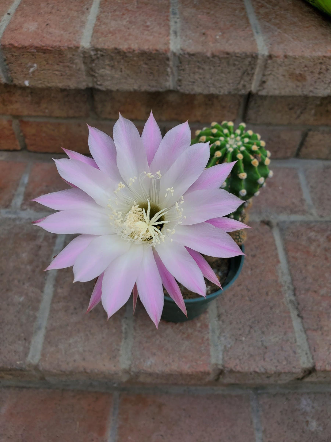 Heirloom Non-GMO Pink Echinopsis Tubiflora Flower Seeds for Garden Planting – Rare Cactus Blooms