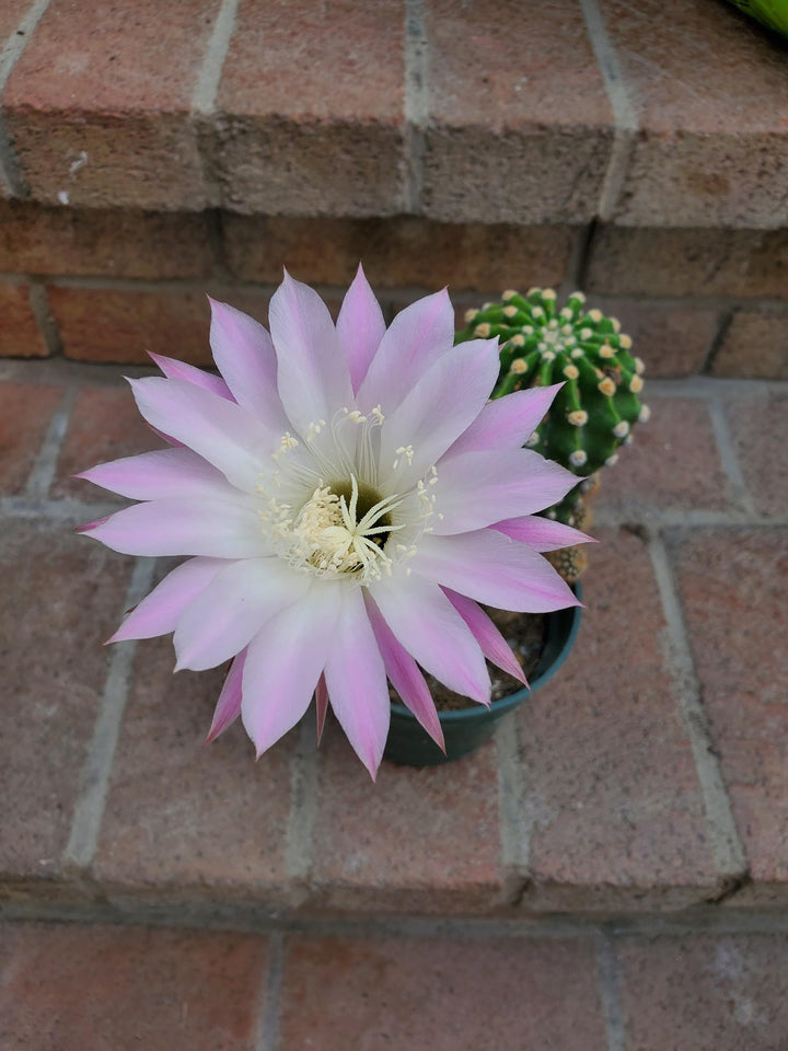 Heirloom Non-GMO Pink Echinopsis Tubiflora Flower Seeds for Garden Planting – Rare Cactus Blooms