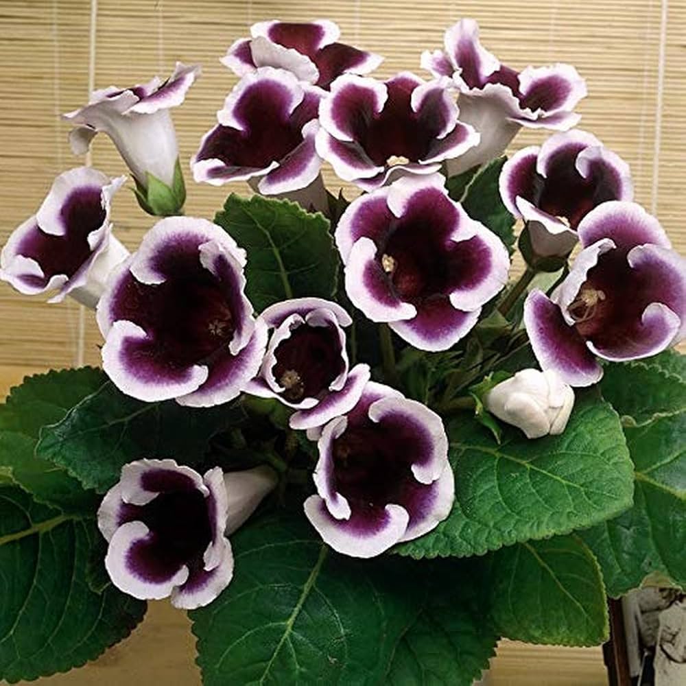 indoor flower seeds Gloxinia Flower Seeds, Heirloom, Non-GMO Vibrant Indoor Blooms for Pla – Neeraseeds