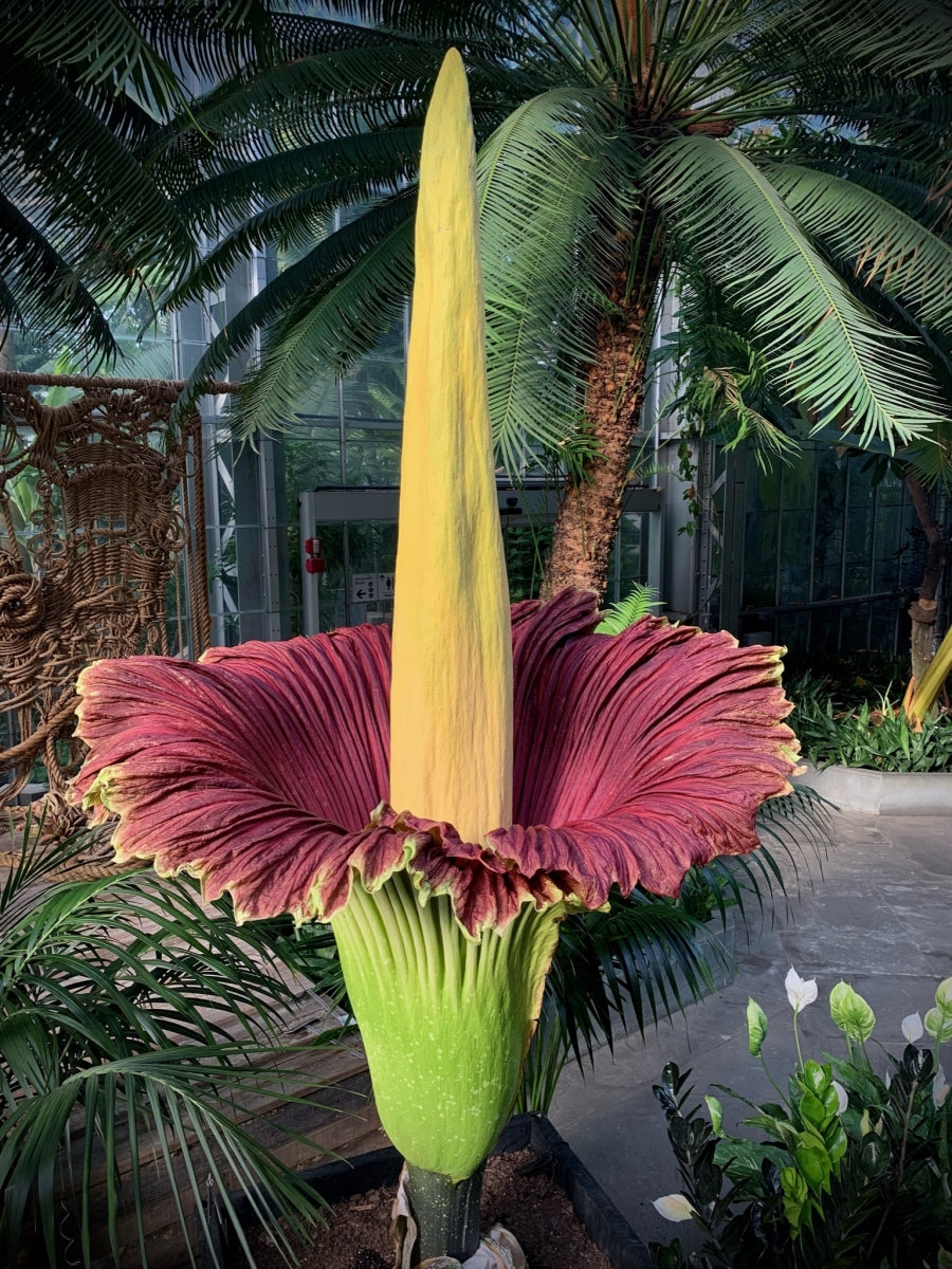 exotic garden seeds Heirloom Non-GMO Amorphophallus Flower Seeds for Rare and Exotic Garden Planting