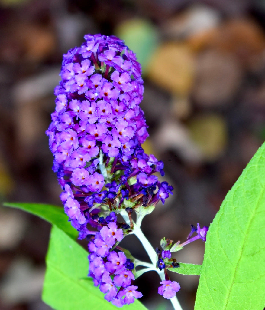 Blue Butterfly Bush Buddleia Davidii Seeds for Planting – Attract Pollinators, Non-GMO