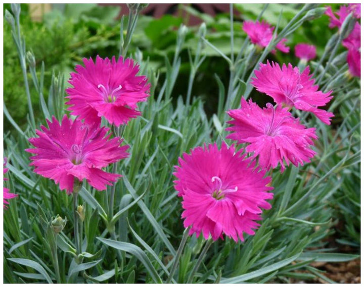 Lyserøde Dianthus blomsterfrø til udplantning, friske, 100 stk