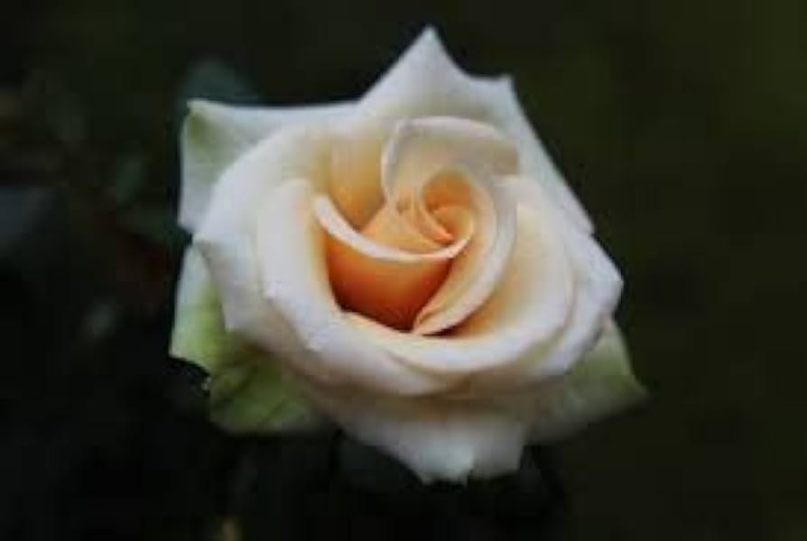 Cream Dragon Rose Flower Seeds for Planting - 100 pcs