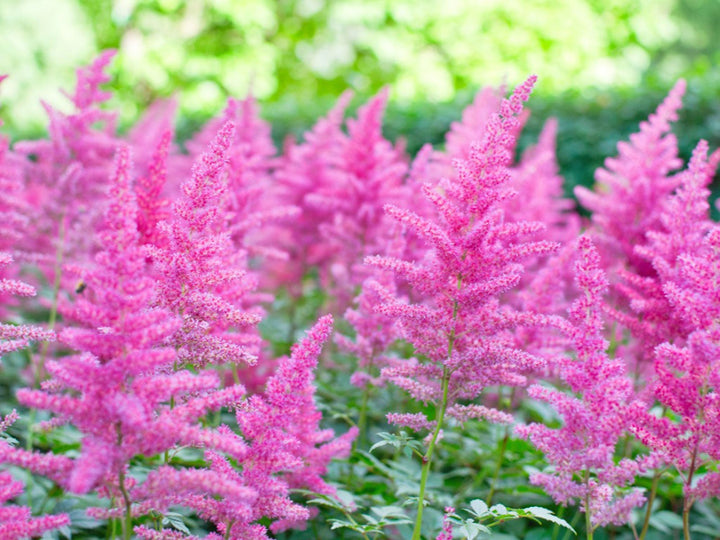 Astilbe Blomsterfrø til Plantning ,Heirloom Frø -100 stk