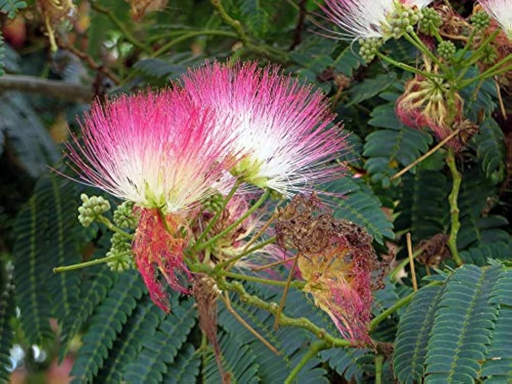 Pink Julibrissin Plant Seeds for Planting - 100 pcs