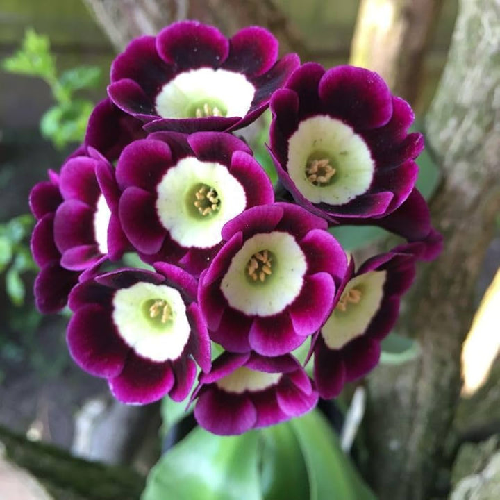 Dark Purple Primrose Flower Seeds for Planting - 100 pcs