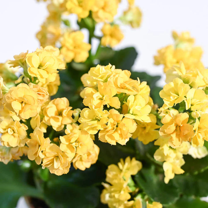 Organic Yellow Kalanchoe Flower Seeds for Planting – Heirloom, Non-GMO, High Germination
