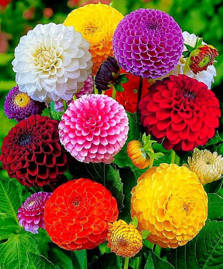 Dahlia Flower Seeds – Heirloom, Non-GMO Seeds for Planting Colorful Garden Blooms