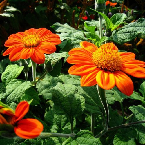 Orange Tithonia Speciosa Blomsterfrø til udplantning, 100 stk