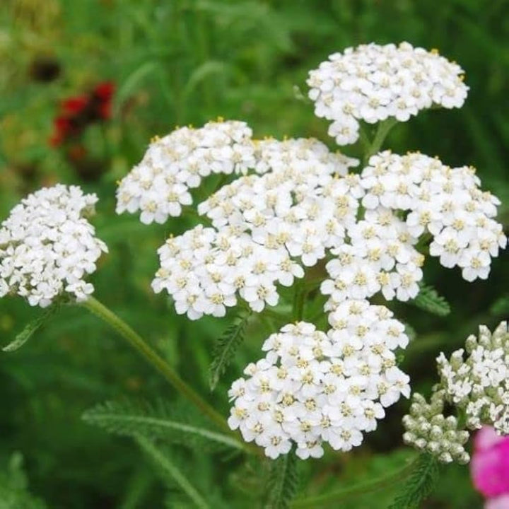 Heirloom White Yarrow Flower Seeds for Planting, Non-GMO