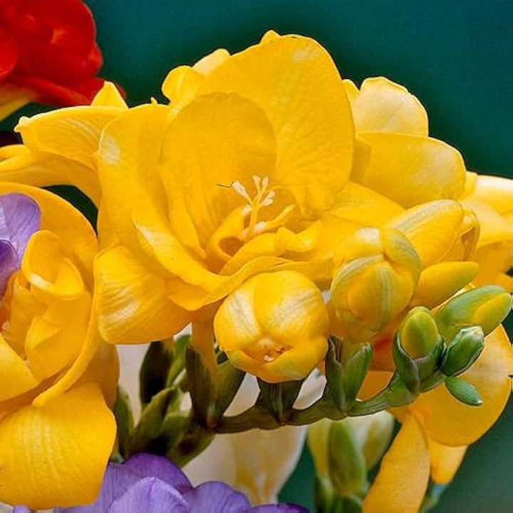 Yellow Freesias Flower Seeds for Planting 100 pcs