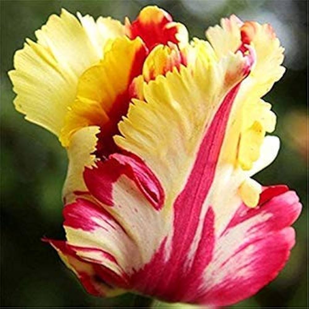 Heirloom Non-GMO Tulpe-Birnen Flower Seeds for Spring Garden Planting and Colorful Landscape