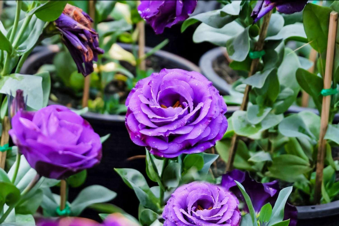 Purple Lisianthus Flower Seeds for Planting - Heirloom, NON-GMO Seeds - Beautiful Garden Blooms