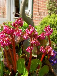 Red Bergenia Cordifolia Flower Seeds for Planting - 100 pcs