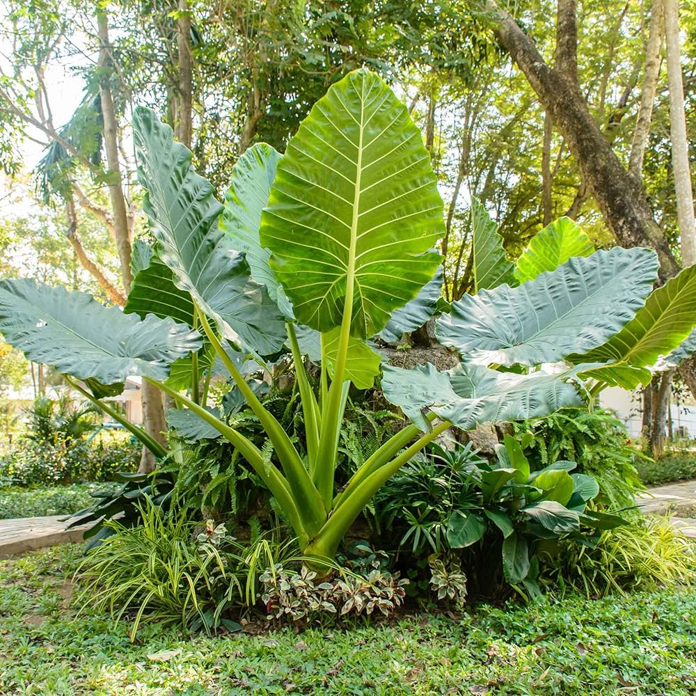 Alocasia Macrorrhiza plantefrø til plantning - 100 stk