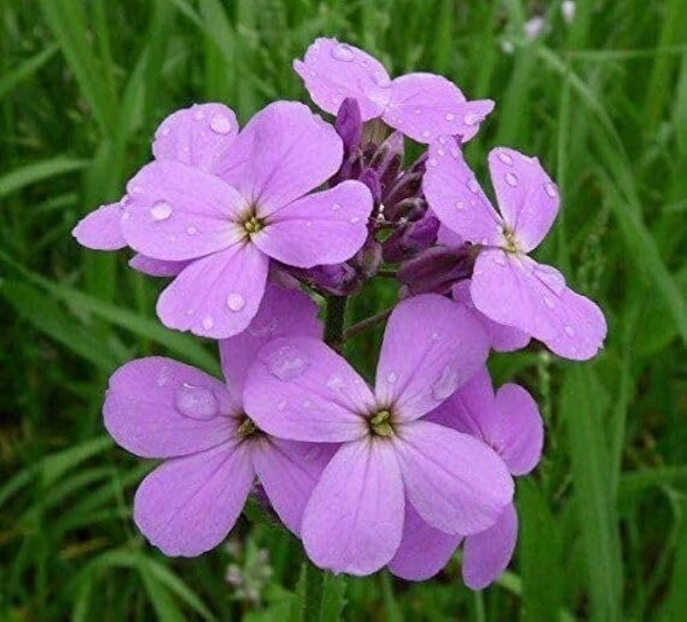 Dame's Rocket Violet Flower Seeds – Organic, Heirloom, Non-GMO Seeds for Planting