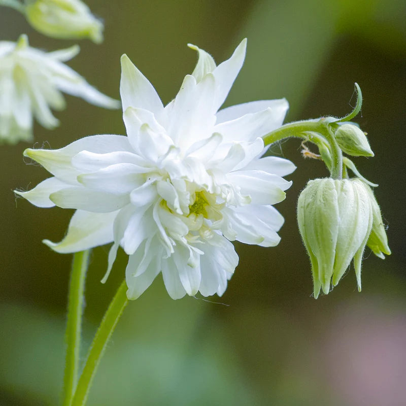 Aquilegia blondeblomsterfrø til plantning - 100 stk