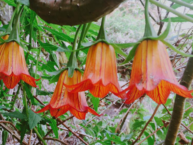 Canarina Flower Seeds for Planting 100 pcs