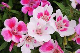 Pink White Clarkia Flower Seeds for Planting - 100 pcs