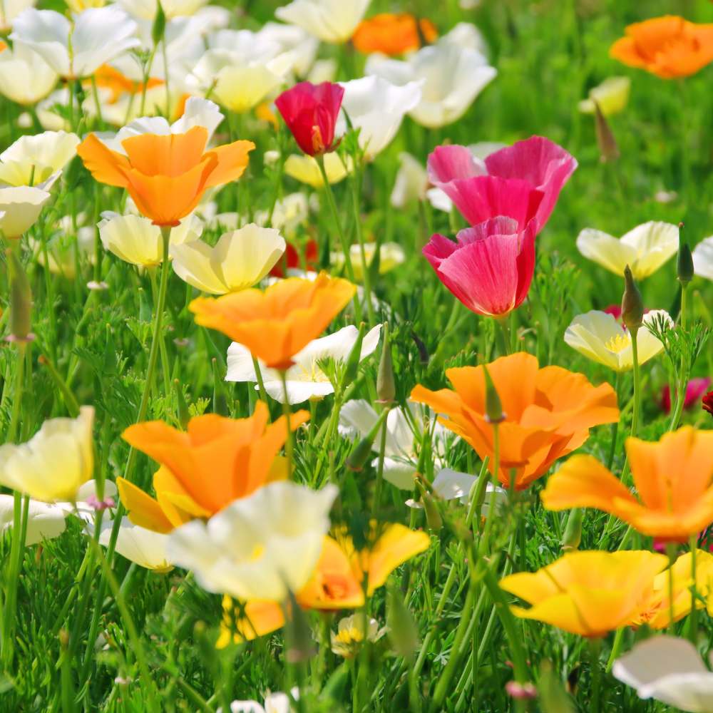 Eschscholzia Flower Seeds for Planting - 100 pcs