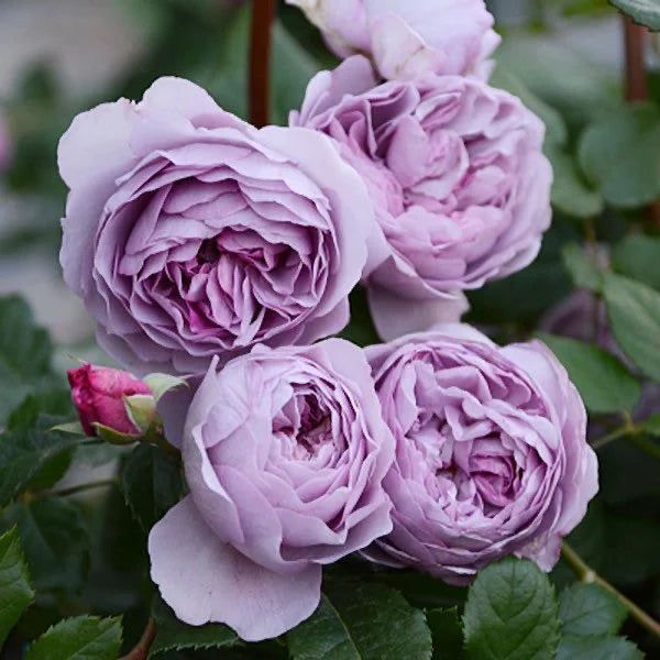 Light Purple Climbing Rose Seeds for Planting – Heirloom, Non-GMO Flower Garden Seeds