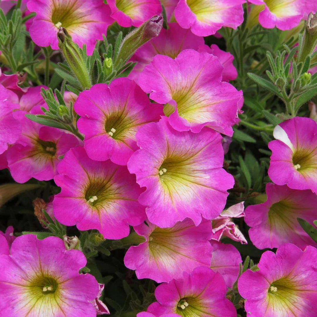 Yellow & Pink Petunia Flower Seeds for Planting - Heirloom, NON-GMO, Vibrant Garden Blooms