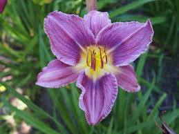 Blå Hemerocallis blomsterfrø til udplantning - 100 stk