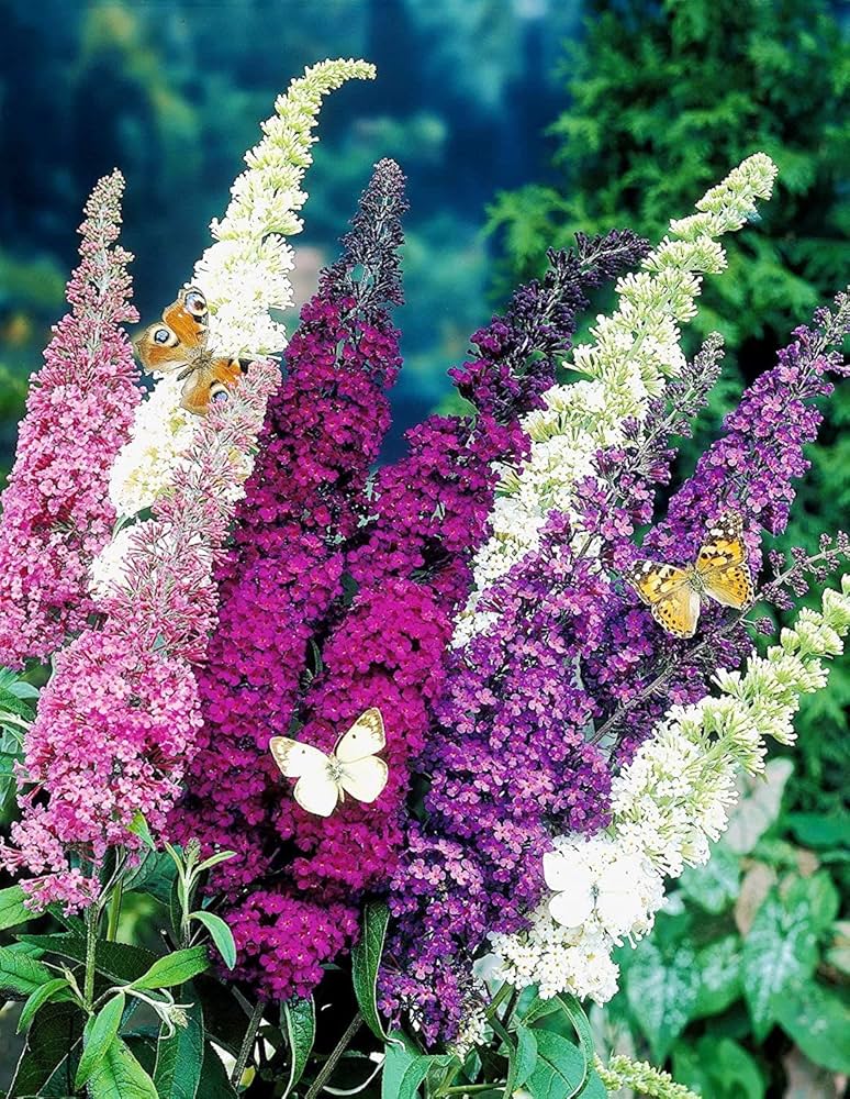 Bland Buddleia Blomsterfrø til udplantning, 100 stk