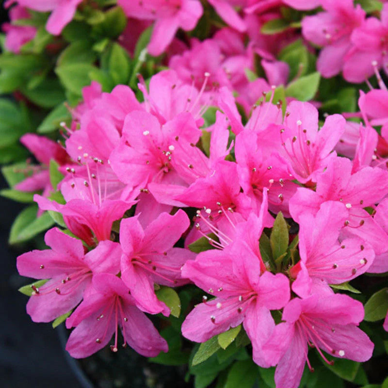 Azalea Flower Seeds for Planting Pink Blooms 100 pcs