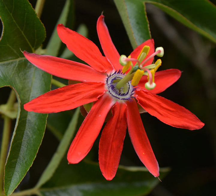 Passiflora Coccinea Flower Seeds – Heirloom Non-GMO Seeds for Planting | High Germination Organic Garden Seeds