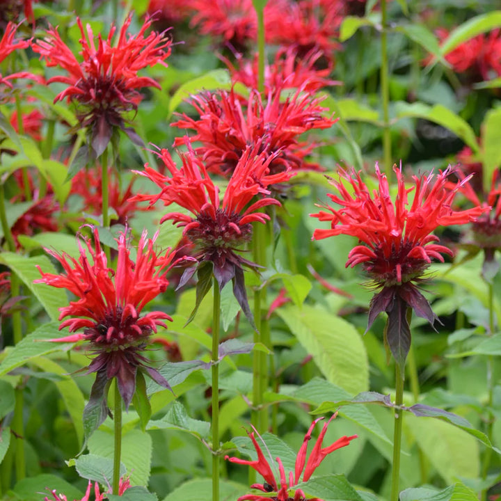 Heirloom Non-GMO Red Monarda Didyma Flower Seeds for Pollinator-Friendly Gardens and Vibrant Planting