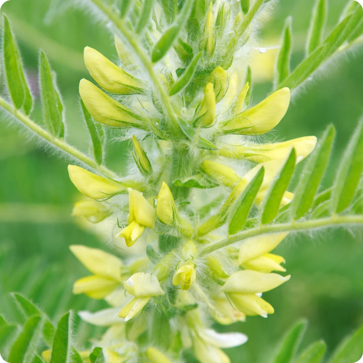 Gul Astragalus plantefrø til udplantning - 100 stk