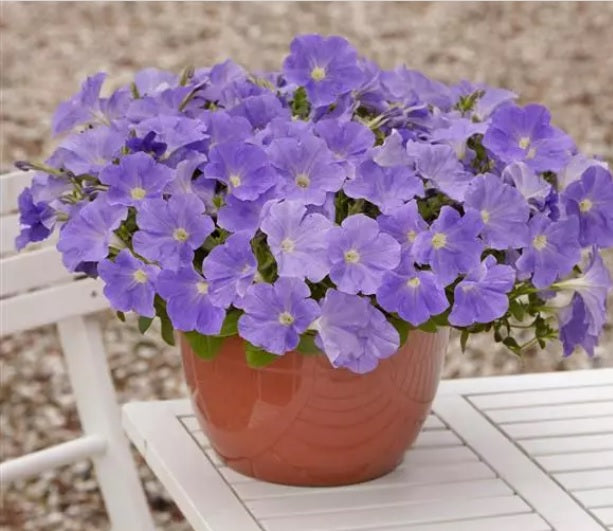 blue sky flower seeds