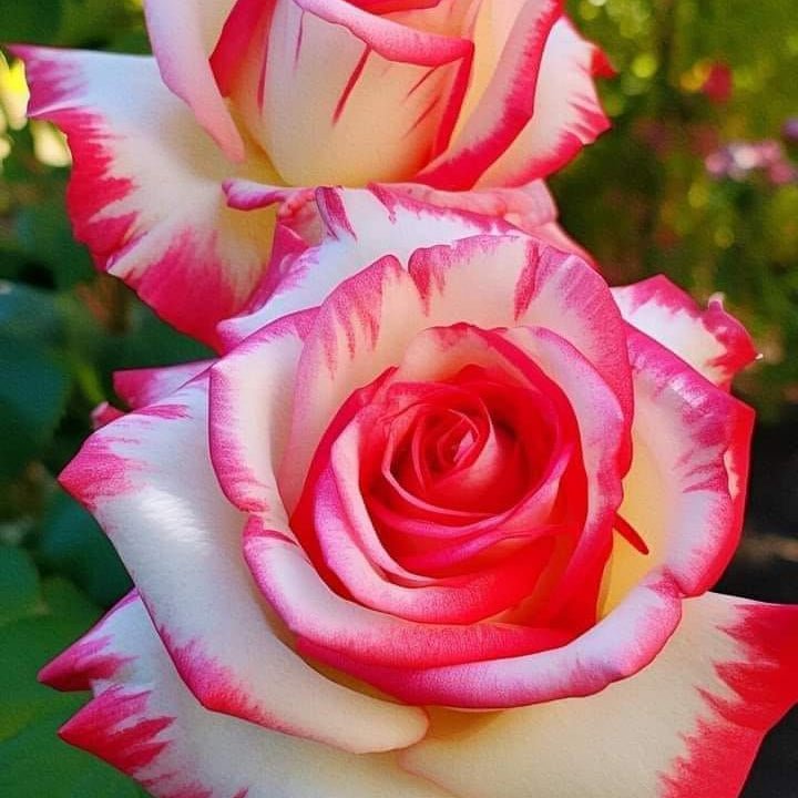White & Pink Romantic Rose Heirloom Non-GMO Seeds for Planting