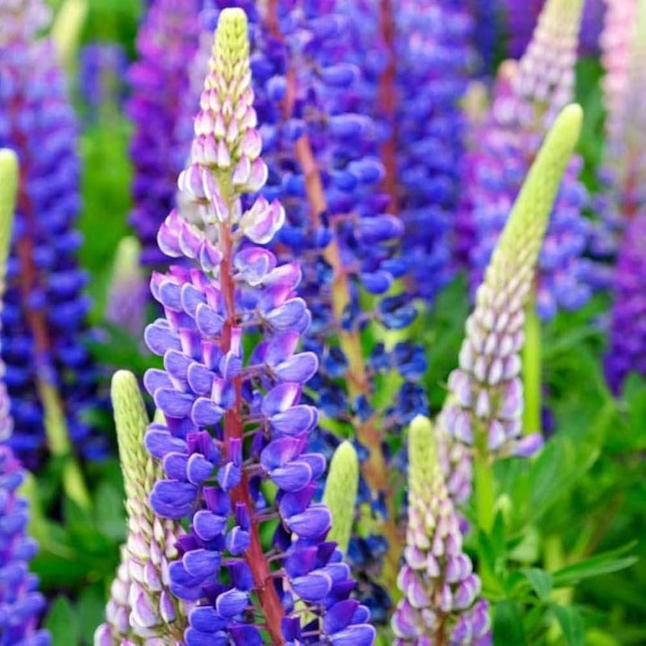 Heirloom Non-GMO Blue Lupine Flower Seeds for Pollinator Gardens and Vibrant Outdoor Planting