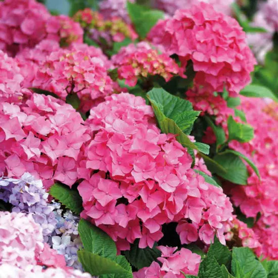 Heirloom Thick Pink Hydrangea Flower Seeds, Non-GMO Lush Blooms for Planting