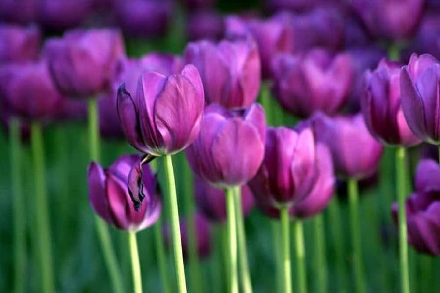 Aroma Tulip Flower Seeds for Planting - 100 pcs