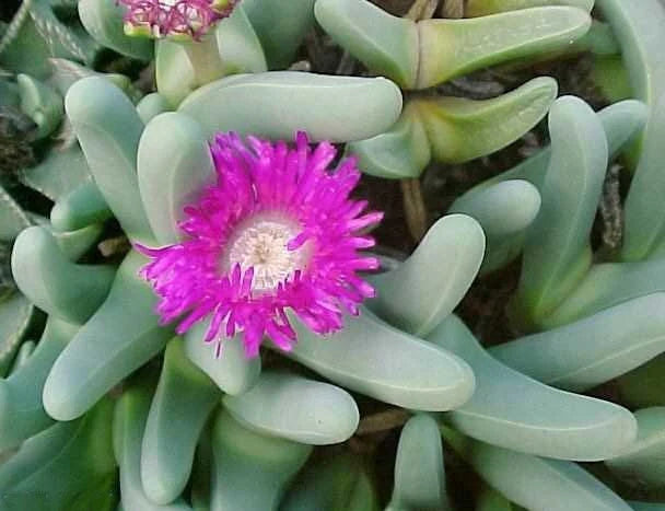 Pink Argyroderma Plant Seeds for Planting - 100 pcs