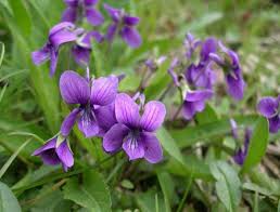 Viola Odorata Blomsterfrø til udplantning - 100 stk