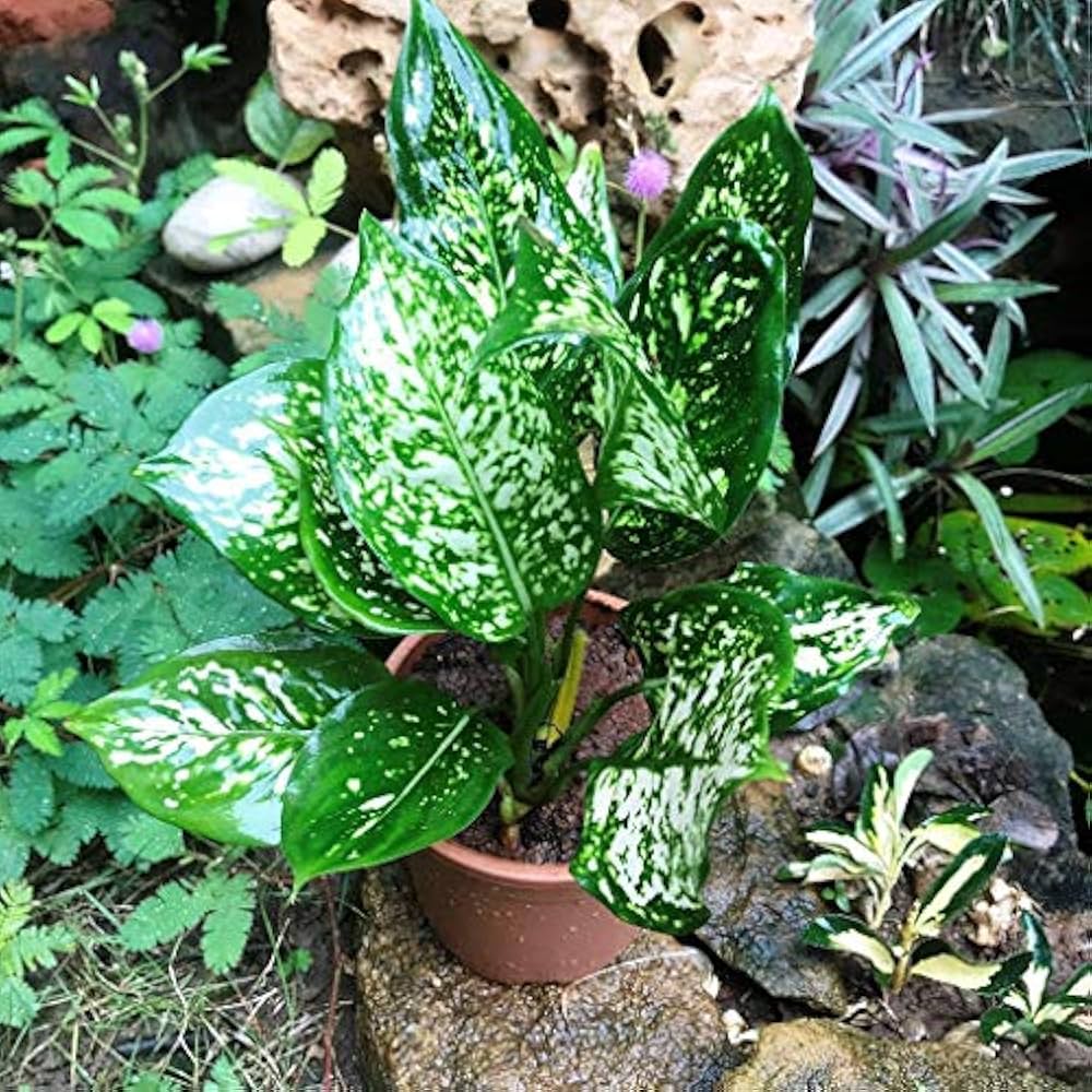 sansevieria trifasciata seeds Heirloom Sansevieria Plant Seeds – Non-GMO – Neeraseeds